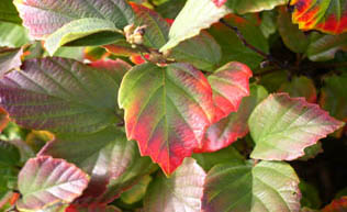 Fothergilla major